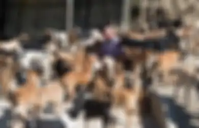 Karl Scarr, Mantan Sopir Taksi yang Menjadi Bapak dari 150 Anjing Liar