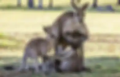 Diminta Berburu Kangguru yang Populasinya Meledak, Warga Australia Tak Senang Gara-gara Ini…