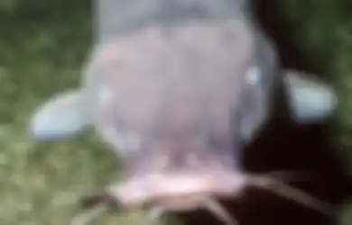 Ikan Lele Mengantung di Perut Turis Perempuan setelah Menusuknya saat Berenang