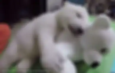 Diterlantarkan Ibunya, Bayi Beruang Kutub Ini Kini Tumbuh Sehat dan Sangat Menggemaskan