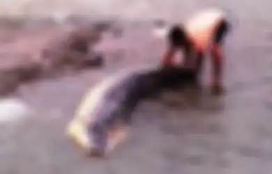 Foto-foto Ikan Raksasa yang Mati Terdampar di Kali Ciliwung