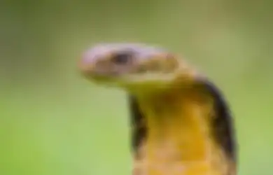 Berencana ke Hutan? Ingatlah Langkah-langkah Pertolongan Pertama Jika Digigit Ular Ini!