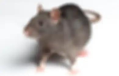 Cara Ampuh Usir Tikus dari Saluran Air