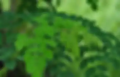 Daun Kelor, Terkenal Lewat Ungkapan, Punya Manfaat Menjanjikan Termasuk Jadi Azimat Kesaktian