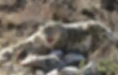 Kerah Ini Bantu Konservasi Macan Tutul Salju