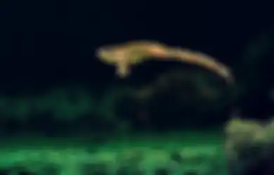 Kisah Katak Lompati Jendela