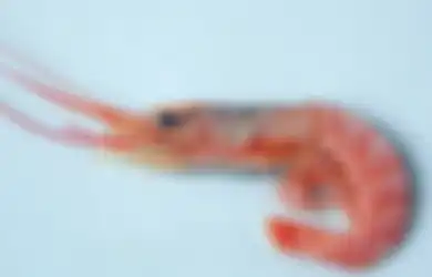 Bungkuk Udang = Nafsu Tinggi?