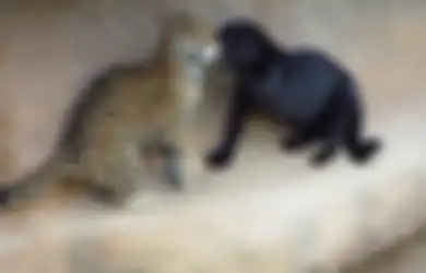 Kenapa Macan Tutul Bercorak Totol-totol?