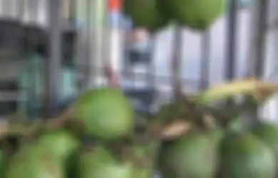 Air Kelapa Muda Bikin Lelah