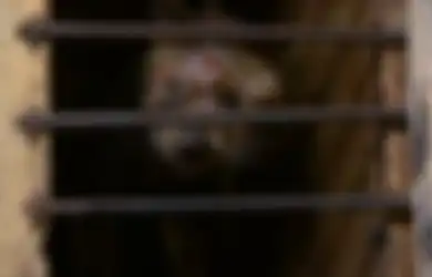 Inilah Alasan Mengapa Anda Harus Berhenti Minum Kopi Luwak Sekarang