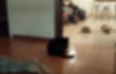 Anjing-Anjing Liar Menghadiri Pemakaman Perempuan yang Pernah Memberi Mereka Makan
