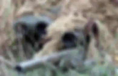 Sniper Ini Tembak Mati Musuh dari Jarak Hampir 2 Km Setelah Merayap Selama 3 Hari 3 Malam