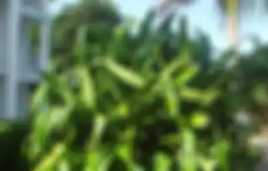 Wangi Pandan sebagai Pengusir Serangga