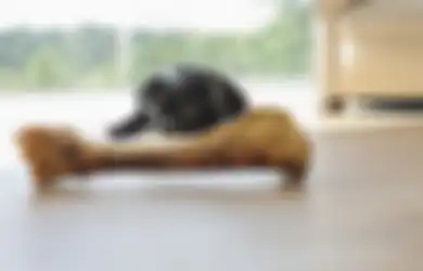 Jangan Pernah Lagi Memberi Tulang pada Anjing Anda