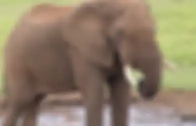 Gajah Sumatera Terancam Punah