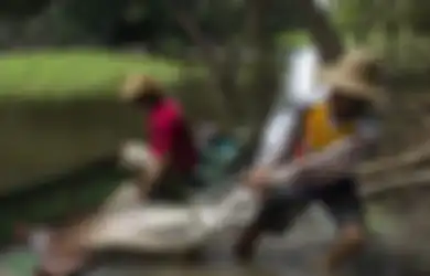 Beginilah Wujud Ikan Air Tawar Terbesar di Dunia dari Amazon