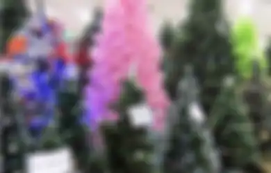 Mengapa Harus Cemara yang Jadi Pohon Natal?