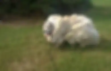 Anjing Ini Akhirnya Dicukur untuk Pertama Kali dan Kini Beratnya Berkurang hingga 15 Kilogram