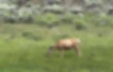 Kisah Rusa yang Akan Melahirkan