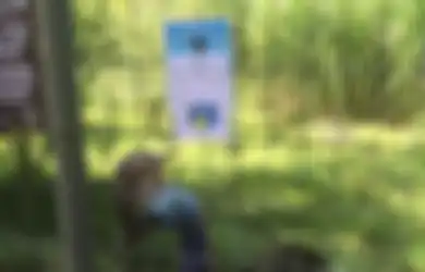 Kreatif, Penjaga Kebun Binatang Ini Membuat Keterangan Hewan ala Game Pokemon Go
