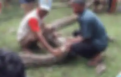Inilah Wujud Ular Piton Sepanjang 8 Meter yang Diduga Memangsa Sapi Warga di Sulawesi Selatan