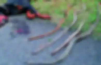 Anjing Heroik Ini Meninggal Setelah Melindungi Keluarga dari Serangan Empat Ular Kobra Mematikan