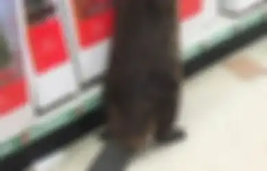 Berang-berang ini Tertangkap Kamera CCTV Sedang Belanja Pohon Natal di Supermarket