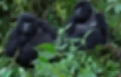 Perang Suadara di Kongo yang Berdampak pada Menurunnya Populasi Gorila di Dunia