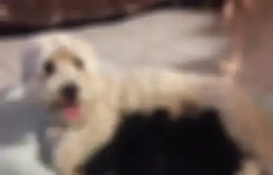 Pemilik Kaget saat Dua Anjingnya yang Putih Melahirkan Anjing Hitam, Netizen Menuntut Tes DNA!