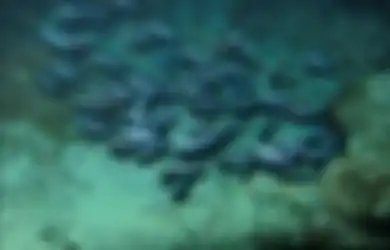 Yuk Belajar Bijaksana dari Ikan Kecil yang Sukses Menyelamatkan Diri dari Jaring Nelayan
