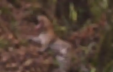 Misteri Macan Tutul di Hutan Merapi