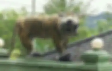 Mari Abaikan Patung Macan Cisewu yang Buruk Rupa Itu, Beralihlah ke Nasib Macan yang Sebenarnya