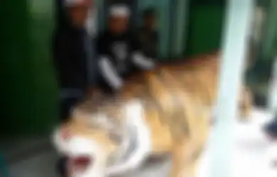 Perkenalkan, Patung Macan Sancang Pengganti Patung Macan Cisewu yang  Lucu