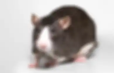 Ini Cara Efektif Usir Tikus yang Berkeliaran di Saluran Air Rumah