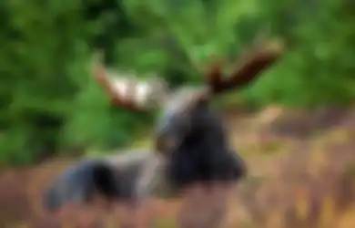 Penelitian Membuktikan, Rusa Moose Siberia  Ternyata Mewarisi DNA Elk Purba 