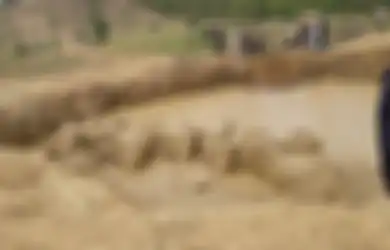 Duh! Lubang Ledakan Bom Peninggalan Perang Vietnam Ternyata Menjadi Bencana Bagi Kawanan Gajah Liar