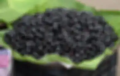 Masih Ingat dengan Jamblang, si Ungu yang Kandungan Antioksidannya Tinggi dan Cocok untuk Penderita Kencing Manis?
