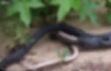 (VIDEO) Kanibal! Ular Ini Menelan Ular Lain Hidup-hidup!
