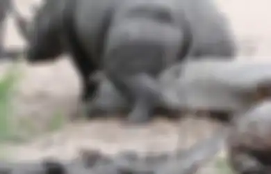 (Video) Lucu, Beginilah Cara Badak Menggaruk Alat Kemaluannya yang Gatal