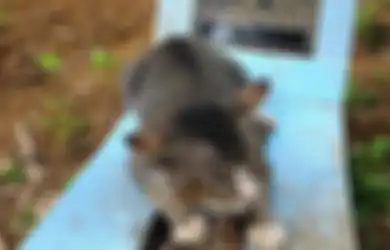 Ternyata Inilah Alasan Kita Jarang Sekali Melihat Bangkai Kucing yang Mati