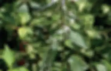 Mulai dari Ginjal Hingga Asam Urat, Ini Dia Beragam Khasiat Kumis Kucing Berikut Cara Mengolahnya