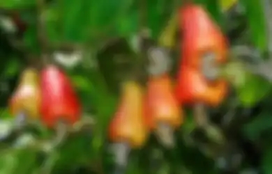 Mete Antisariawan, Wortel Antikanker, Pisang Bikin Tenang Asam Lambung; Masih Meragukan Khasiat Sayur dan Buah-buahan?