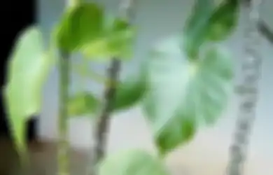 Brotowali, si Pahit Penambah Nafsu Makan dan Penurun Gula Penderita Diabetes