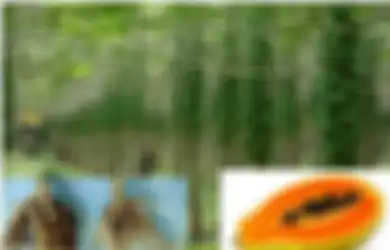Mulai dari Akar Pepaya Hingga Akar Kelapa, Inilah 5 Akar ‘Sakti’ yang Bisa Bikin para Pria Makin Perkasa