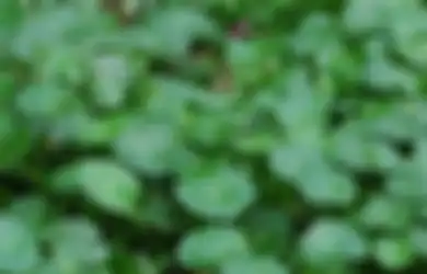 Pegagan, Si Daun Kaki Kuda yang Ampuh Obati Batuk Kering Hingga Hipertensi