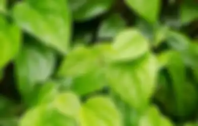 Tidak Hanya Jadi Antiseptik Alami, Daun Sirih Juga Punya 10 Manfaat Mengejutkan Lainnya!