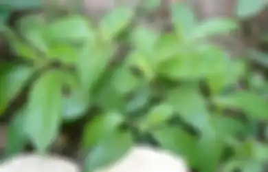 Ngokilo, Tanaman Semak Buat yang Berurusan dengan Segala ‘Batu’ dalam Organ Tubuh