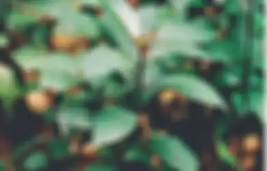Handeuleum, Si Daun Ungu nan Liar yang Ampuh Obati Sembelit Hingga Batu Rematik