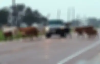 Texas Dihantam Badai Harvey, Tidak Hanya Ribuan Manusia Para Binatang pun Menderita