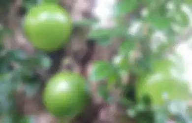 Rasa Buah Maja Ternyata Tidak Sepahit Akhir Kisah Majapahit yang Porak-poranda
